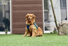 Golda, «La Canina Maravilla», brindó su apoyó en un juicio por delitos sexuales y logró una sentencia ejemplar